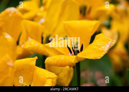 Tulipes jaunes dans le jardin avec gouttes de pluie sur les pétales Banque D'Images