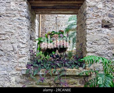 Plantes tropicales hortensia plante dans le panier suspendu et Gymura aurantiaca dans le mur de pierre au Ninfarium à Aberglasney Garden Wales UK KATHY DEWITT Banque D'Images