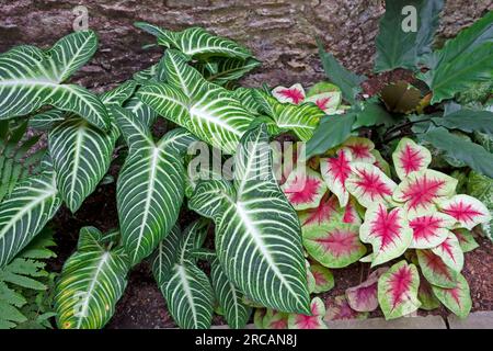 Les plantes tropicales de bourgeons de rose Alocasia et Caladium plantent dans le Ninfarium à Aberglasney Gardens en été Carmarthenshire Wales UK KATHY DEWITT Banque D'Images