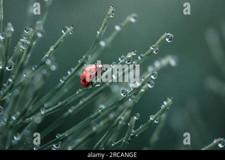 coléoptère dans les gouttes de pluie sur l'herbe verte Banque D'Images