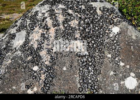 Lasallia pustulata ou Umbilicaria pustulata est un lichen foliaire qui pousse sur des roches siliceuses. Cette photo a été prise dans Une province de Coruña, Galice, Spa Banque D'Images