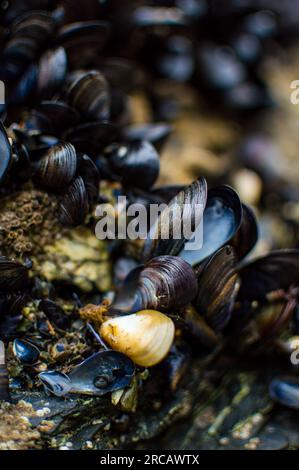 Gros plan d'un lit de moules bleues, Cornouailles, Angleterre, Royaume-Uni Banque D'Images