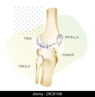 Anatomie de l'articulation du genou - vue latérale - Illustration sous forme de fichier EPS 10 Illustration de Vecteur