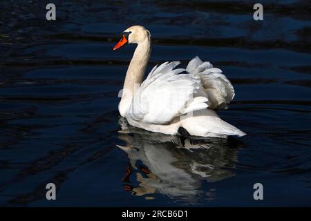 Cygne tuberculé Banque D'Images