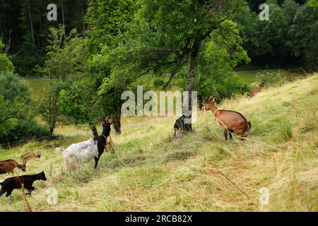 On a entendu parler de petites chèvres jouant sur une prairie alpine luxuriante en Autriche. Il y a un chalet en bois à l'arrière, au pied des montagnes. Banque D'Images