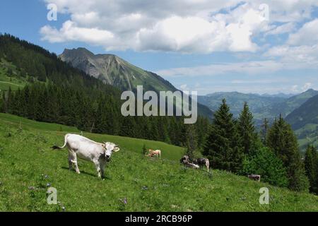 Jeunes vaches sur une prairie de montagne près de Gstaad Banque D'Images