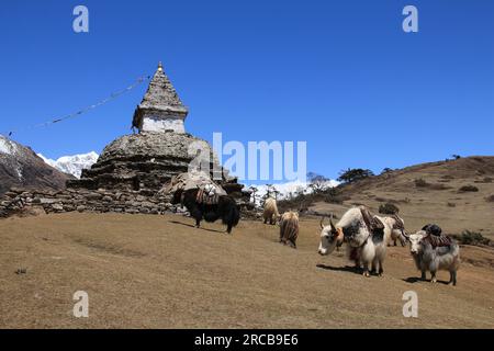 Troupeau de yaks transportant des marchandises et de stupa, scène près Kunde Banque D'Images