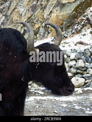Tête de yak noir Banque D'Images