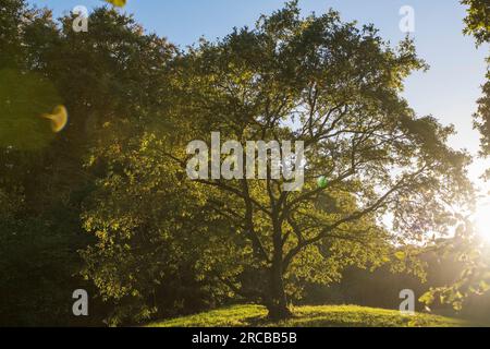 Chêne sessile (Quercus petraea) arbre sur une place ouverte dans une forêt en contre-jour Banque D'Images