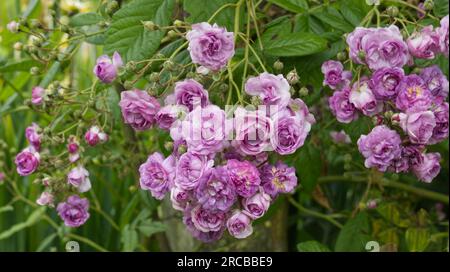 Purple été multiflora Rambling roses Rosa Rose-Marie Viaud dans le jardin britannique juin Banque D'Images