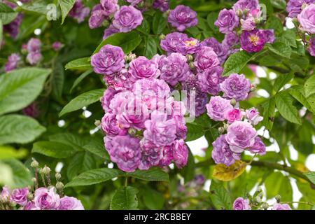 Purple été multiflora Rambling roses Rosa Rose-Marie Viaud dans le jardin britannique juin Banque D'Images