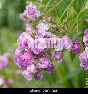 Purple été multiflora Rambling roses Rosa Rose-Marie Viaud dans le jardin britannique juin Banque D'Images