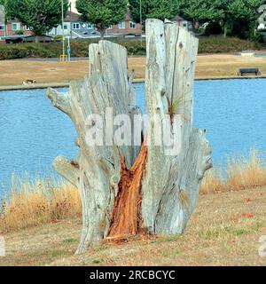 Souche d'arbre qui a été abattue et laissée pourrir sur une prairie dans un parc public, près d'un étang. Banque D'Images