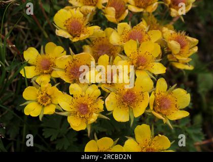 Fleurs sauvages jaunes poussant dans la région de Pizol, Alpes suisses. (Potentilla) Banque D'Images