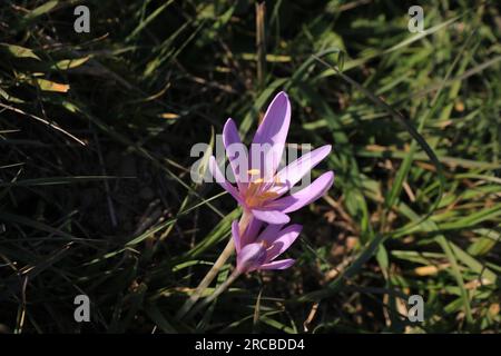 Crocus d'automne rose Banque D'Images