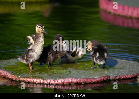 Quatre canetons colverts (Anas plathyrrrhynchos) se prêtant sur des feuilles de nénuphas géants (Nymphaea gigantea), Stuttgart, Baden-Wuerttemberg, Allemagne Banque D'Images