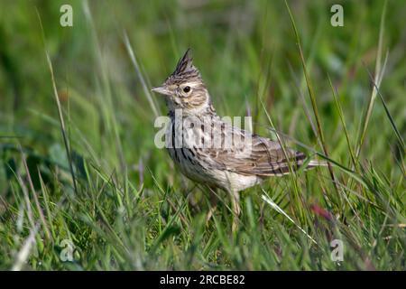 (Galerida cristata Crested Lark), l'Estrémadure, Espagne Banque D'Images