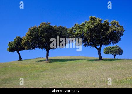 Chênes de Holm (Quercus ilex), Alentejo, Chêne, Portugal Banque D'Images