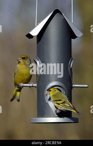 Finch vert européen (Carduelis chloris) et siskin eurasien (Carduelis spinus) à la station d'alimentation, Basse-Saxe, Greenfinch, Finch, Allemagne Banque D'Images