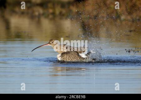 Curlew, parc national de Northumberland, Angleterre (Numenius arquata), côté Banque D'Images