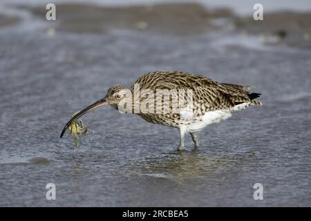 Curlew avec crabe saisi, parc national de Northumberland, Angleterre (Numenius arquata) Banque D'Images