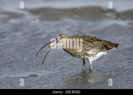 Curlew avec crabe saisi, parc national de Northumberland, Angleterre (Numenius arquata) Banque D'Images