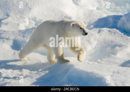 Ours polaire (Ursus maritimus), Scoresbysund (Thalassarctos maritimus), Groenland Banque D'Images