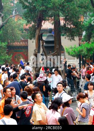 Visiteurs, jardin impérial du Musée du Palais, arbre de l'amour, Pékin, Chine Banque D'Images