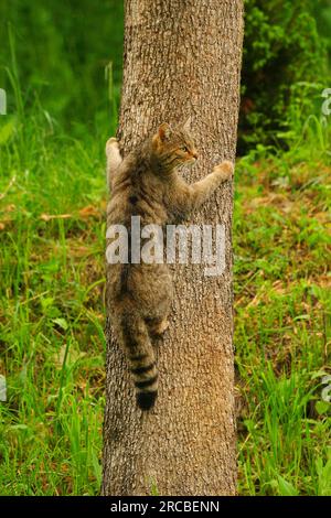 Chat Sauvage Européen (Felis silvestris) Banque D'Images