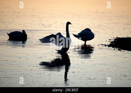 Muet Swan (cygnus olor) (02.2008) Prairie sur le Rhin près de Karlsruhe au coucher du soleil Banque D'Images