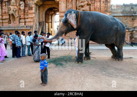 Touristes recevant des bénédictions de l'éléphant du temple, Brihadisvara Brihadeeswara Big Temple, Thanjavur Tanjore, Tamil Nadu, Inde du Sud, Inde Banque D'Images