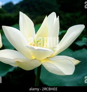 Fleur indienne (Lotos) (Nelumbo nucifera), fleur indienne de Lotus, Lotos Banque D'Images