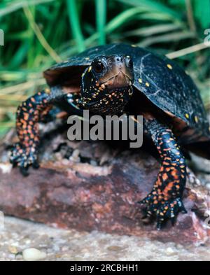 Tortue tachetée (Clemmys guttata), tortue d'étang Banque D'Images