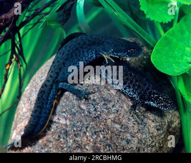 Grand Triton à crête, paire (Triturus cristatus), Grand Triton à crête Banque D'Images