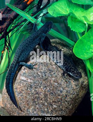 Grand Triton à crête, paire (Triturus cristatus), Grand Triton à crête Banque D'Images