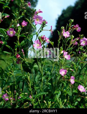 Epilobium hirsutum (Epilobium hirsutum), willowherb à poil roux, Shaggy willowherb Banque D'Images