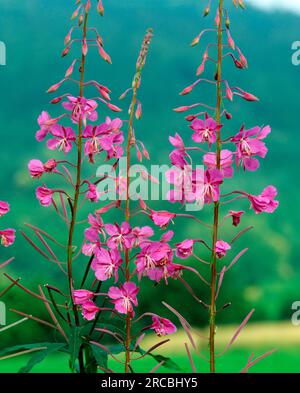 willowherb à feuilles étroites, Rhénanie du Nord-Westphalie, Allemagne Banque D'Images