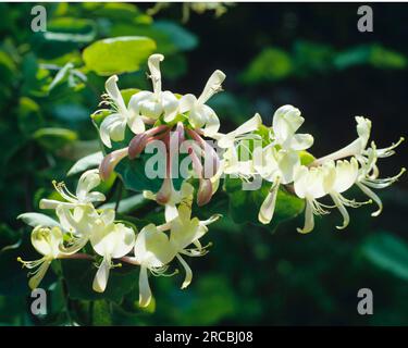 Chèvrefeuille italienne (Lonicera caprifolium), véritable chèvrefeuille, chèvrefeuille de jardin Banque D'Images