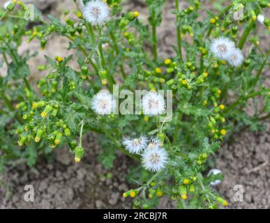 Dans la nature, Senecio vulgaris pousse comme une mauvaise herbe Banque D'Images