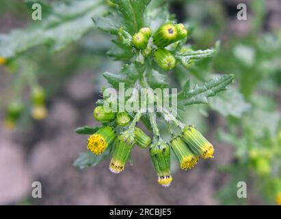 Dans la nature, Senecio vulgaris pousse comme une mauvaise herbe Banque D'Images