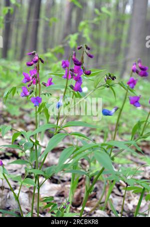 Le printemps dans la nature dans la forêt fleurit Lathyrus vernus Banque D'Images