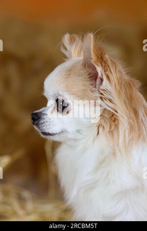 Chihuahua, cheveux longs, 8 ans, latéral, profil Banque D'Images