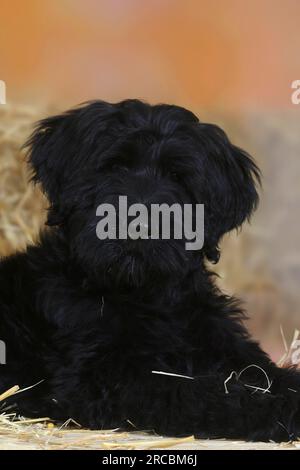 Briard, chiot, 14 semaines, Berger de Brie Banque D'Images