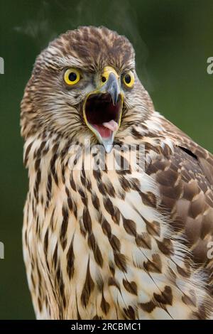 L'Autour des palombes (Accipiter gentilis), juvénile Banque D'Images