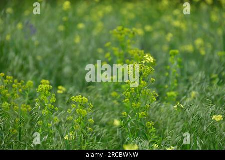 Euphorbia esula - plante de prairie sauvage avec des fleurs jaunes Banque D'Images