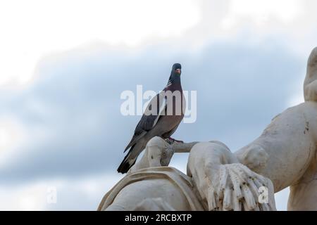 Belles images de vue prises des animaux et des fleurs pendant mon voyage aux parcs nationaux Banque D'Images