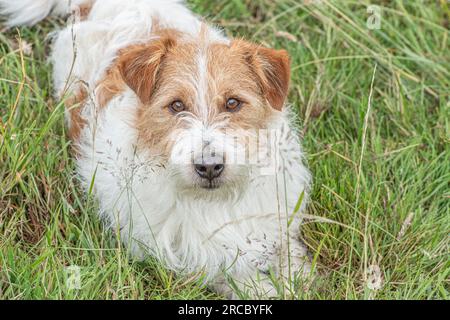 Jack Russell Terrier chien regardant la caméra Banque D'Images