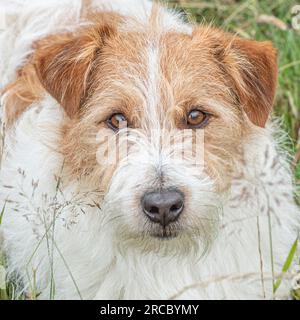 Jack Russell Terrier dog Banque D'Images