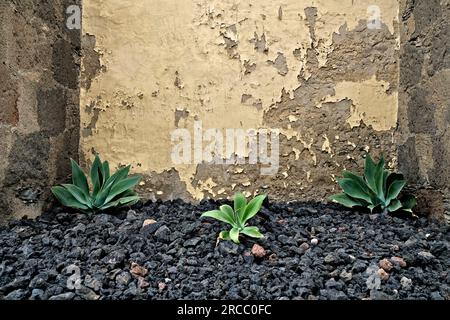 Trois plantes d'agave sur des pierres noires de lave basalte dans le coin d'un mur jaune altéré. Banque D'Images