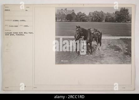 Cheval de cavalerie avec meute complète à fort Myer, Virginie. Cette photographie a été prise en 1920 et fait partie d'une collection documentant les activités militaires américaines pendant la première Guerre mondiale. Le cheval semble être équipé pour le combat, reflétant l'importance des unités de cavalerie pendant la guerre. Banque D'Images